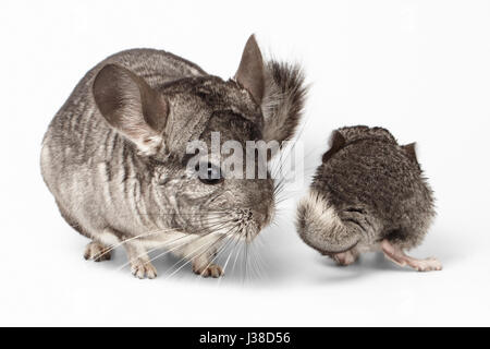 Große und kleine Chinchilla auf weiß Stockfoto