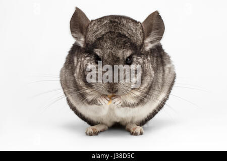 Closeup Chinchilla vor anzeigen auf weiß Stockfoto