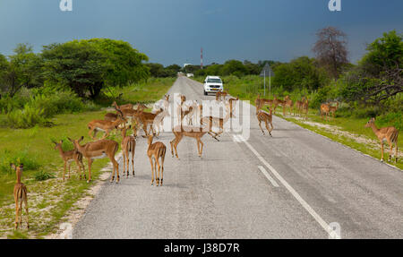 Eine Gruppe von Impala oder Rooibok Aepyceros melampus überquert eine abgelegene Straße Stockfoto