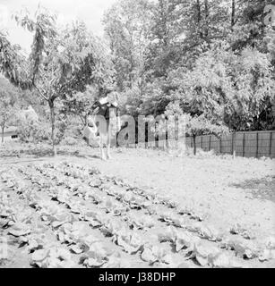 Line Renaud zu Hause in Rueil-Malmaison. c.1954-1955 Foto Georges Rétif De La Bretonne Stockfoto