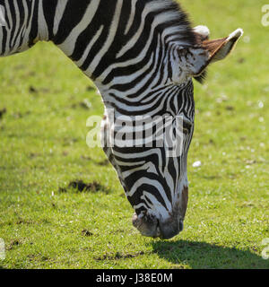 Schöne Grevy Zebra Equus Grevyi Beweidung in üppigen grünen Lichtung Stockfoto