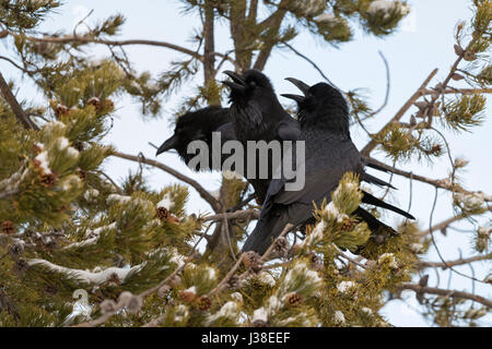 Kolkrabe / Kolkraben (Corvus Corax) im Winter, thront in einem Nadelbaum Baum, laut rufend, umwerben Verhalten zeigen, Interaktion, WY, USA. Stockfoto