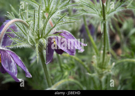 Pulsatilla vulgaris vulgaris Subsp Stockfoto