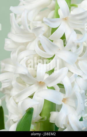 Hyazinthenblumen Nahaufnahme Ruß, grüner Hintergrund Stockfoto