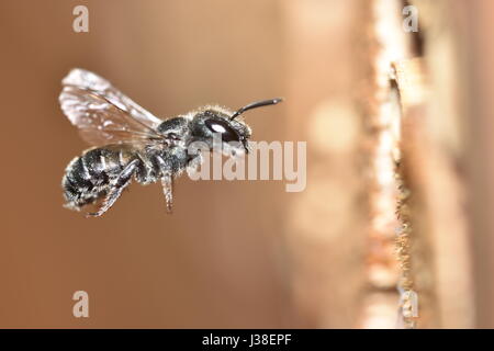 Osmia Caerulescens, blaue Mauerbiene, eine Art von einsamen Biene, nähert sich ein Insektenhotel. Stockfoto