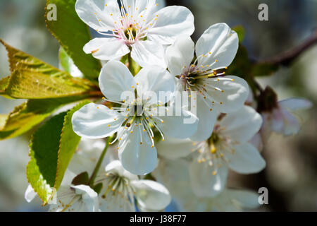 weiße Kirsche Blumen im Frühling Stockfoto
