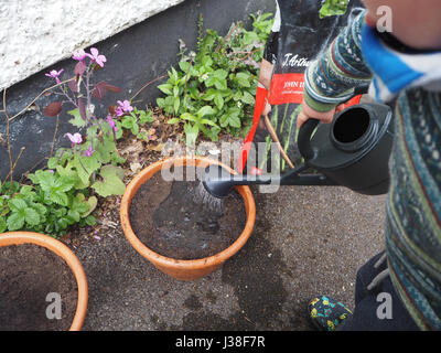 Zwei Jahre alte hilft bei die Saat. Teil einer Reihe von Kleinkind im Garten. Ein Blumentopf mit kleinen Gießkanne gießen. Stockfoto