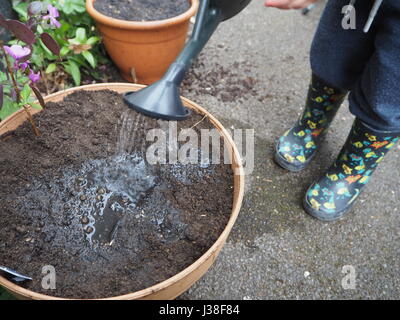 Zwei Jahre alte hilft bei die Saat. Teil einer Reihe von Kleinkind im Garten. Ein Blumentopf mit kleinen Gießkanne gießen. Stockfoto