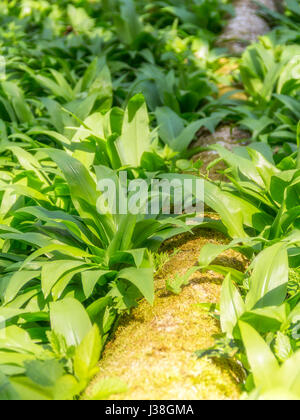 Baumstamm, umgeben von sonnigen beleuchtete dichten Bären Lauch Vegetation closeup Stockfoto