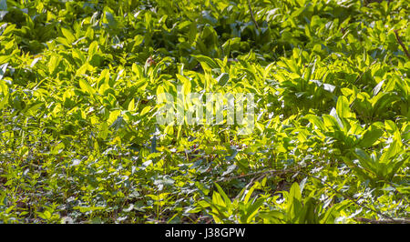 sonnig beleuchteten dichten Bären Lauch Vegetation closeup Stockfoto