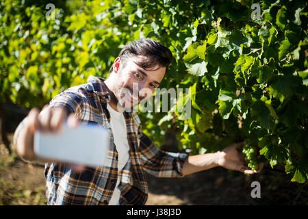 Glücklicher Mann unter Selfie mit Trauben wachsen auf Pflanzen im Weinberg an sonnigen Tag Stockfoto