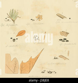 „Farbige Figuren englischer Pilze oder Pilze“ ist ein wissenschaftliches Werk mit detaillierten Abbildungen verschiedener Pilzarten in England. Diese spezielle Platte, Nummer 370, zeigt bestimmte Pilzarten. Stockfoto