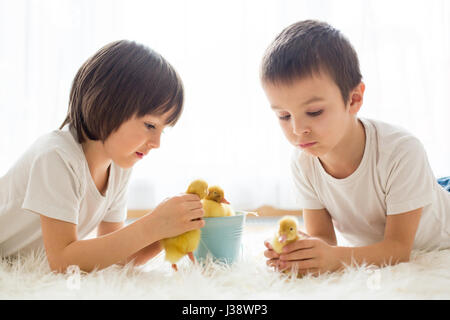 Niedliche kleine Kinder, junge Brüder, spielen mit Entenküken Frühling, zusammen, kleiner Freund Kindheit Glück Stockfoto