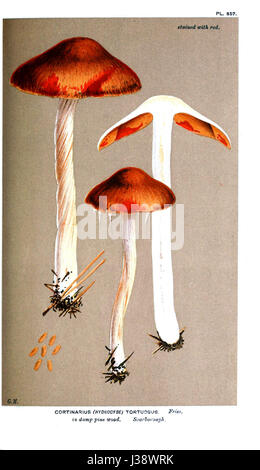 "Cooke Illustrations of British Fungi PL. 857' bezieht sich auf eine Illustration aus M.C. Cookes 'Illustrations of British Fungi'. Diese Arbeit zeigt detaillierte Darstellungen verschiedener Pilzarten in Großbritannien und trägt zur Erforschung der Botanik und Mykologie bei. Stockfoto