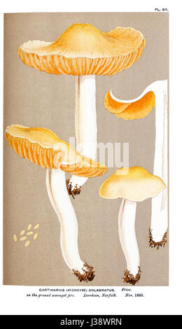 Die Abbildung mit dem Titel „Cooke Illustrations of British Fungi PL. 811' zeigt eine detaillierte Darstellung britischer Pilze, die verschiedene Arten aus dem Vereinigten Königreich zeigen. Das Bild ist Teil einer Serie, die sich mit der Vielfalt der Pilze in britischen Ökosystemen befasst. Stockfoto