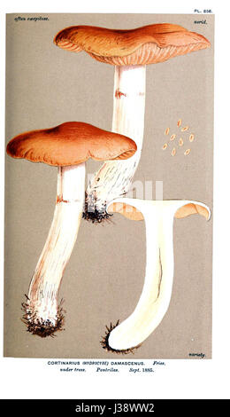 Cookes „Illustrations of British Fungi“ enthält die Platte 856, die verschiedene in Großbritannien heimische Pilzarten zeigt. Die detaillierte Abbildung gibt Einblicke in die Vielfalt und Morphologie dieser Organismen. Stockfoto