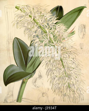 Diese botanische Illustration aus Curtis' 'The Botanical Magazine' zeigt Dendrobium speciosum var. Hillii, früher bekannt als Dendrobium hillii. Das 1861 entstandene Stück hebt die Besonderheiten dieser Orchideensorte hervor, einschließlich ihrer Blumenstruktur und botanischen Details. Stockfoto