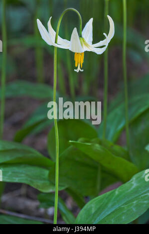 Nahaufnahme des einzigen weißen Fawn Lily flower Stockfoto