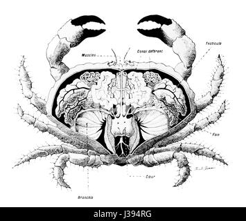 „Krabbenanatomie“ bezieht sich auf die anatomische Untersuchung oder Illustration einer Krabbe mit Schwerpunkt auf ihrer Körperstruktur und biologischen Funktionen im Bereich der Meeresbiologie. Stockfoto