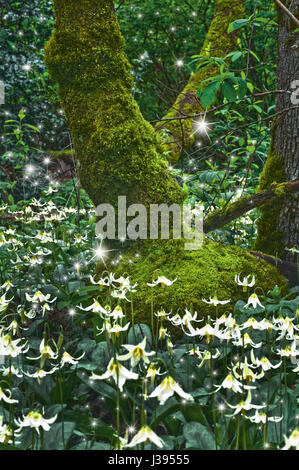 Uralten moosigen Baum, umgeben von einer Wiese Fawn Lily Blumen und leuchtende magische Feen Stockfoto