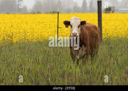 Eine Kuh vor gelbe Rübe Blumenfeld Stockfoto