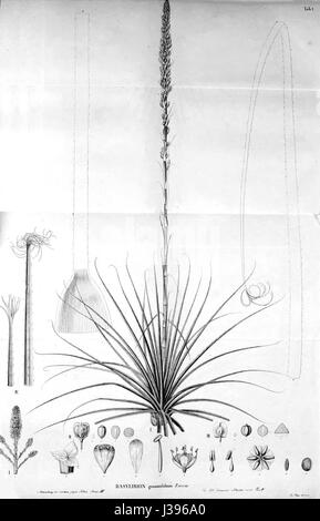 Dasylirion graminifolium, eine von Zuccarini 1843 beschriebene Pflanzenart, ist bekannt für ihre langen, schmalen Blätter. Die Art ist in Regionen Nordamerikas beheimatet und zeichnet sich durch ihr unverwechselbares Aussehen und ihre Wachstumsgewohnheiten aus. Stockfoto