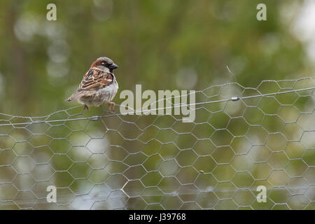 Haussperling thront auf Maschendrahtzaun Stockfoto