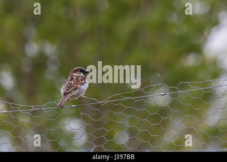 Haussperling thront auf Maschendrahtzaun Stockfoto