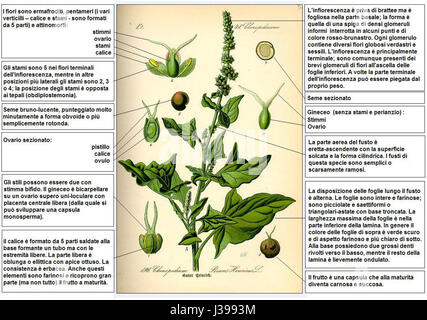 Chenopodium Bonus Henricus Thome DESC Stockfoto