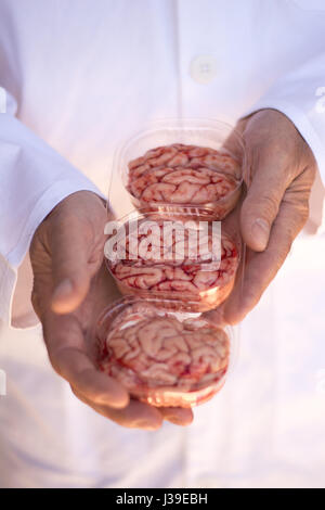 Hände halten ein Plastik Körbchen drei Gehirne Stockfoto