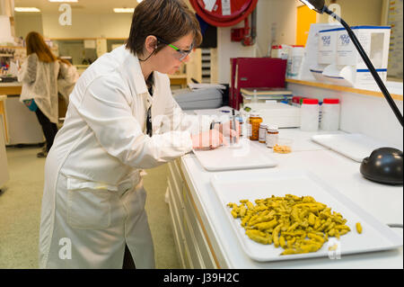 PHARMAZEUTISCHE INDUSTRIE Stockfoto