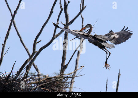 Ein Great Blue Heron fliegt mit Stöcken in den Schnabel, das Nest zu bauen. Stockfoto