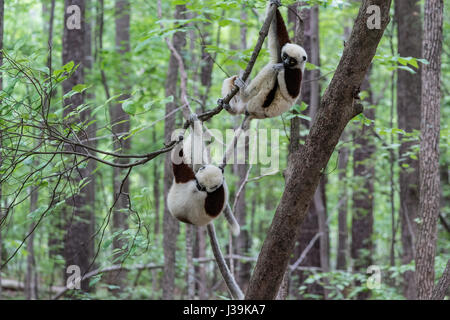 Coquerel's Sifaka, ein mittelgroßer Lemur aus Madagaskar. (Wissenschaftlicher Name: Propithecus coquereli) Stockfoto