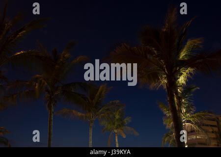 In der Nacht beleuchteten Palmen Stockfoto
