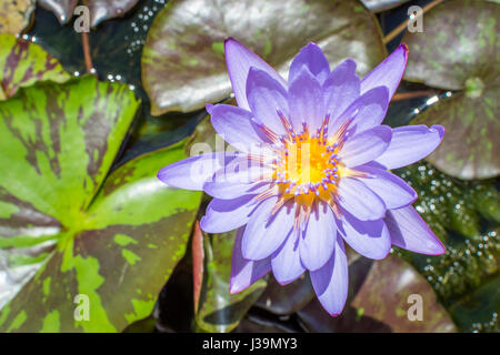 Ein blauer Lotus (auch bekannt als die blaue ägyptischen Lotus) aus Seerosen sprießen und blühen in eine schöne Darstellung der lila und gelb. Stockfoto