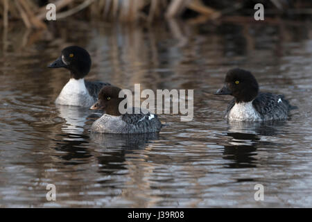 Barrow Schellenenten / Spatelenten (Bucephala Islandica) im Winter, zwei Weibchen zusammen mit jungen, flock wenig schwimmen an einem Fluss, Yellowstone Ar Stockfoto