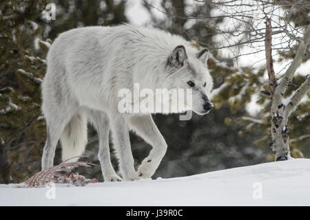 Grauer Wolf / Wolf (Canis Lupus) im Winter zu Fuß entfernt, nach der Fütterung an einen Kadaver, im Schnee, Natur, Capitive, Yellowstone-Gebiet, MT, USA. Stockfoto