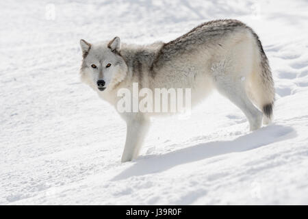 Grauer Wolf / Wolf (Canis Lupus), im Winter stehen im Tiefschnee, beobachten aufmerksam, nette Winterfell, farbige Bernsteinaugen, Yellowstone Bereich, MT, USA Stockfoto