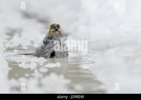 Kiefer Grosbeak / Hakengimpel (Pinicola Enucleator), weibliche Erwachsene im Winter, Baden, Baden im eiskalten Wasser, Pfütze, Fronta anzeigen, MT, USA. Stockfoto