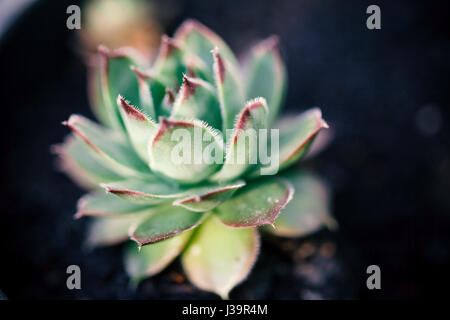 grüne Sempervivum, Hauswurz, Nahaufnahme Stockfoto