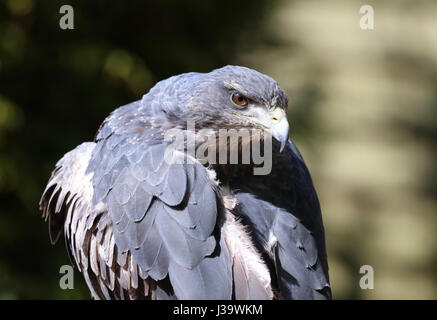 Nahaufnahme von einem chilenischen blauen Bussard Adler putzen Stockfoto