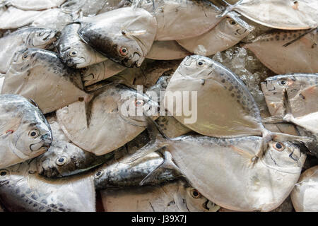 Einen Haufen frisch gefangenen Fisch zum Verkauf auf dem Fischmarkt in Thalassery (Tellicherry), Kannur Bezirk (Cannanore), Kerala, Süd-Indien, Südasien Stockfoto