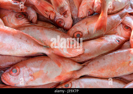 Ein Haufen von frisch gefangener Red Snapper zum Verkauf auf dem Fischmarkt in Thalassery (Tellicherry), Kannur Cannanore), Kerala, Süd-Indien, Südasien Stockfoto