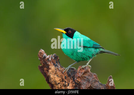 Eine grüne Kleidervogel im Regenwald von Costa Rica Stockfoto