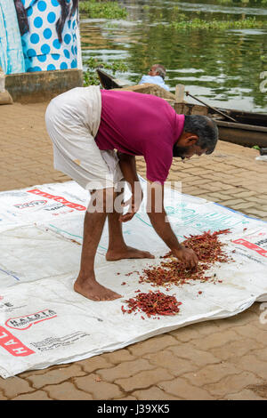 Ein Keralas Mann stellt Chilischoten, zum Trocknen in die Sonne auf den Backwaters von Kerala, Alappuzha Bezirk, Kerala, Süd-Indien, Südasien Stockfoto