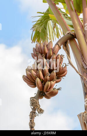 Rote Bananen hängen von einer Bananenstaude in Tamil Nadu, Südindien, Südasien Stockfoto