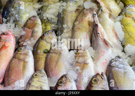 Fangfrischen Fisch zum Verkauf auf einem Fischmarkt in Fort Kochi (Cochin), Kerala, Süd-Indien, Südasien Stockfoto