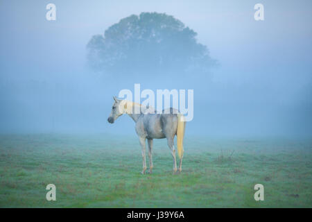 Weißes Pferd im Nebel am Morgen. Stockfoto