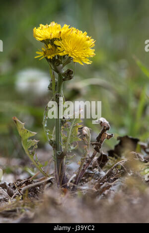 Schnabel des Hawk-Bart (Crepis Vesicaria) Pflanze in Blüte. Behaarte Pflanze in der Familie der Korbblütler (Asteraceae) mit behaarten Stängel und gelbe Blütenstände Stockfoto