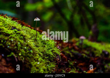 Kleinen Pilzzucht auf einen umgestürzten Baumstamm im Humboldt Redwood State Park, Arcata, Kalifornien. Stockfoto